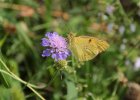 IMG 1104    Der Postillon (Colias croceus), Sermerio, Gardasee, Italien