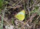 IMG 1658    Der Postillon (Colias croceus)