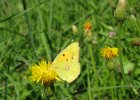 IMG 3607    Der Postillon (Colias croceus)