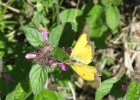 IMG 3779    Der Postillon (Colias croceus) - einer der wenigen (hiers schlechten) Bilder mit geöffneten Flügeln.