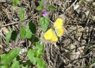 IMG 3784    Der Postillon (Colias croceus)