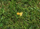 IMG 4009    Der Postillon (Colias croceus)