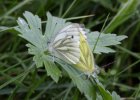IMG 3269    Rapsweißlinge (Pieris napi) bei der Paarung