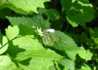 IMG 5297    Ein Rapsweißling (auch Grünaderweißling - Pieris napi)