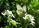 IMG 5307    Eine sehr schöne Aufnahme eines Rapsweißling (Pieris napi), aufgenommen am Holzweiher.