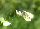 IMG 6848    Ein Rapsweißling (auch Grünaderweißling - Pieris napi).