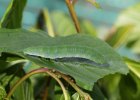 IMG 2038    Nochmal eine Raupe eines Zitronenfalters (Gonepteryx rhamni) in ihrer "schwebenden" Haltung.