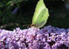 IMG 2978    Zitronenfalter (Gonepteryx rhamni)