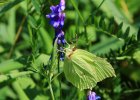 IMG 3308    Zitronenfalter (Gonepteryx rhamni)