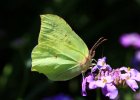 IMG 3357    Zitronenfalter (Gonepteryx rhamni)