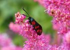 IMG 2638    (Vermutlich) ein Sechfleck-Widderchen (Zygaena filipendulae) an einer Astilbe.