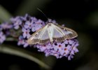 IMG 6009    Ein Buchsbaum-Zünsler (Cydalima perspectalis, Weibchen) labt sich (leider) an unserem Sommerflieder.