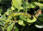 IMG 6617    Die Raupe des Buchsbaum-Zünslers (Cydalima perspectalis) bei "der Arbeit". Anhand der Gespinstfäden kann man die Anwesenheit der Raupen leicht erkennen.